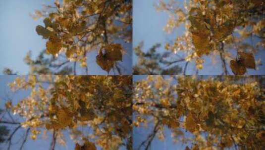 金黄色的树叶高清在线视频素材下载