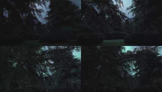 夜晚松树林极光视频合集高清在线视频素材下载
