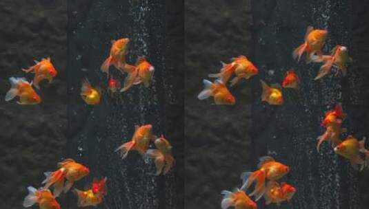 金鱼观赏鱼4K高清在线视频素材下载