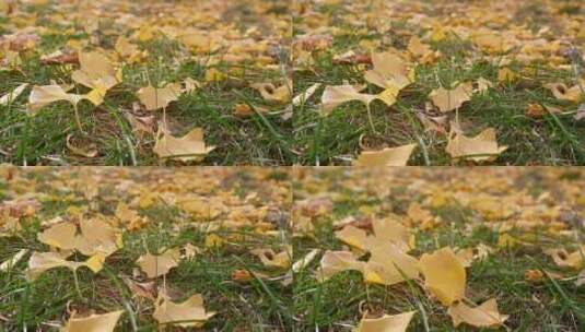 秋天银杏叶飘落草地的慢镜头高清在线视频素材下载