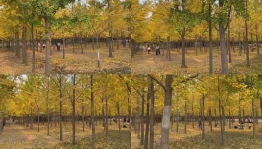 济南黄河银杏林，千亩金黄景色壮观高清在线视频素材下载