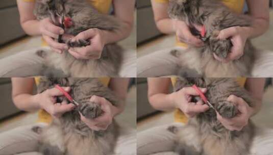 猫主人修剪猫爪高清在线视频素材下载