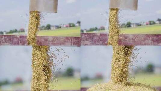 水稻大丰收水稻收割机出粮合集高清在线视频素材下载