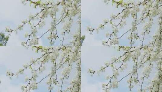 唯美的白色樱花高清在线视频素材下载
