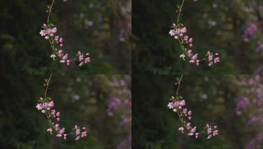 一枝盛开的海棠花高清在线视频素材下载