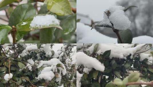 叶子上的白雪合集高清在线视频素材下载