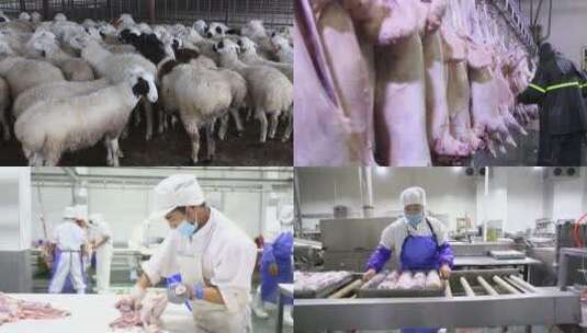 羊肉加工生产线高清在线视频素材下载