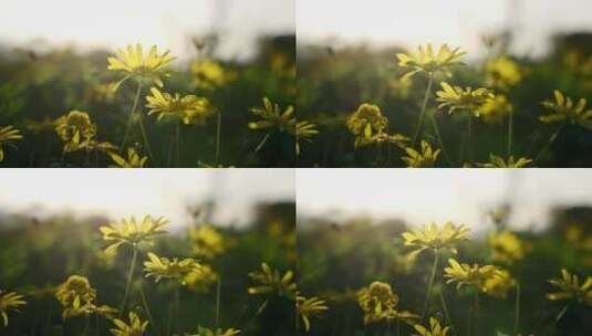春天阳光下随风摇曳的黄金菊花朵唯美空镜高清在线视频素材下载