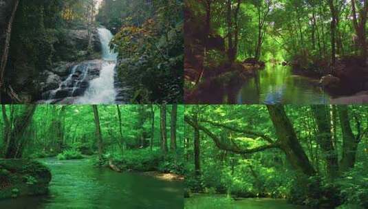森林中的河流小溪高清在线视频素材下载