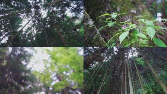 阳光树林森林 植物微距 丁达尔高清在线视频素材下载