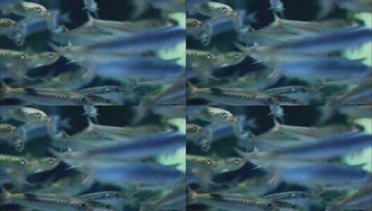 深海 水下 生物 蓝色 鱼类4k高清在线视频素材下载