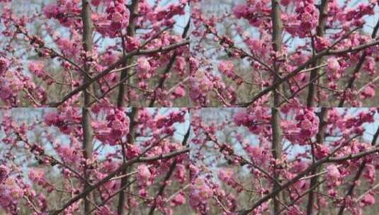 粉色梅花  花卉 花朵高清在线视频素材下载