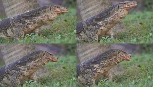 科莫多巨蜥吃东西的特写镜头高清在线视频素材下载