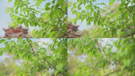 【4k】青梅果树果实树叶唯美春天乡村产业高清在线视频素材下载