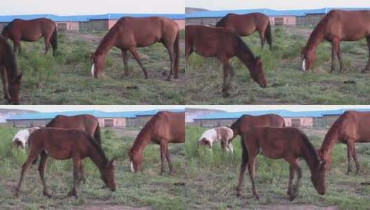 正在吃草的母马和小马驹高清在线视频素材下载