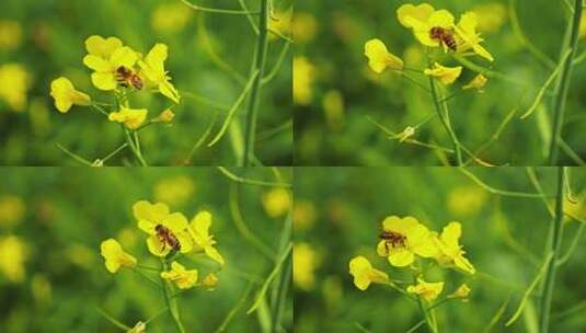 春色春暖花开春天花园花朵蜜蜂油菜花高清在线视频素材下载