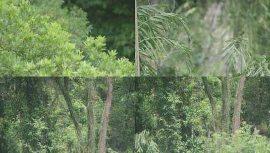 4k鼎湖山森林植被2高清在线视频素材下载
