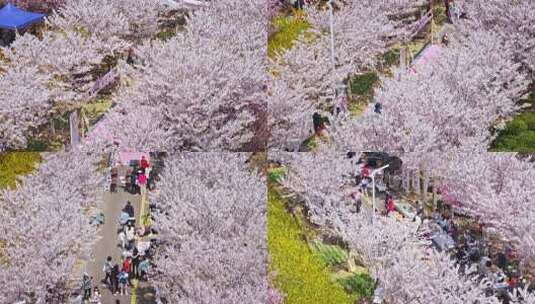 樱花节樱花市集春天市集高清在线视频素材下载