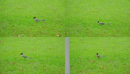 草地草坪小鸟灰喜鹊高清在线视频素材下载