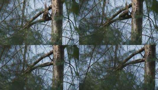 树上的松鼠高清在线视频素材下载