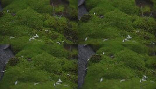 地衣苔藓蕨类植物高清在线视频素材下载