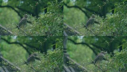 树枝上的小鸟高清在线视频素材下载