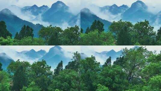 森林高山云雾环绕 秦岭航拍高清在线视频素材下载