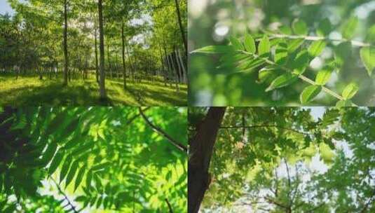 夏天阳光穿过树叶光影变化高清在线视频素材下载