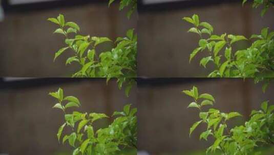 高清50帧慢动作雨天绿叶雨水高清在线视频素材下载