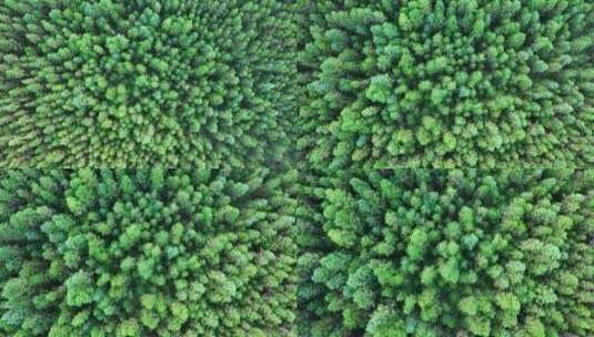 松树林俯拍树林航拍森林绿色植被山间林地高清在线视频素材下载