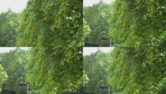 未成熟的荔枝森林公园草地4K实拍高清在线视频素材下载
