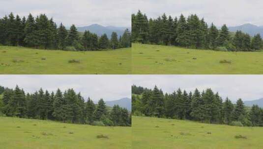 草原山顶森林风景高清在线视频素材下载