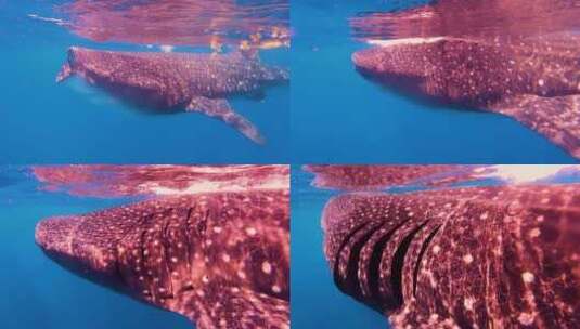 海底鲸鲨、鲸鲨特写高清在线视频素材下载