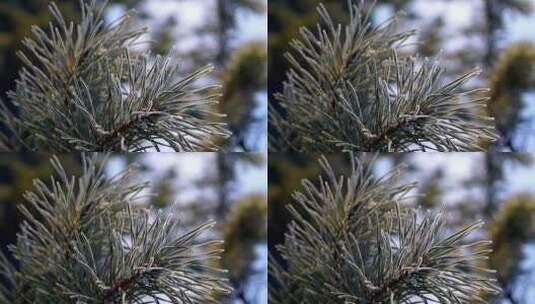 雪后松枝特写高清在线视频素材下载