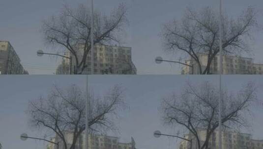 黑龙江牡丹江市冬天路边光秃秃的树高清在线视频素材下载
