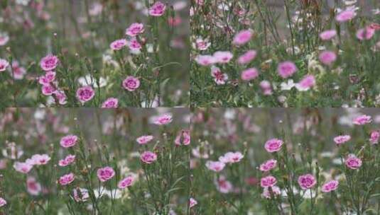 微风吹动花朵  夏天景色高清在线视频素材下载