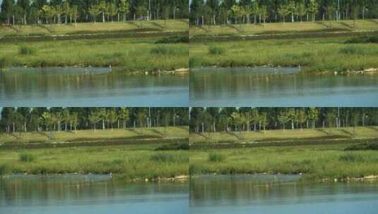 湿地鸟儿飞翔 生态环境高清在线视频素材下载