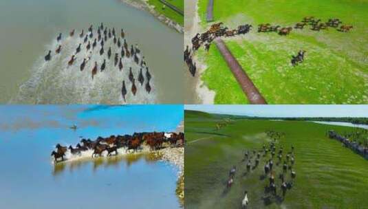 4K航拍新疆伊犁昭苏天马场奔跑的马高清在线视频素材下载