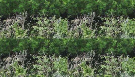 湿地河流树林水鸟高清在线视频素材下载