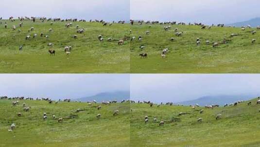 新疆 草原牛羊吃草高清在线视频素材下载