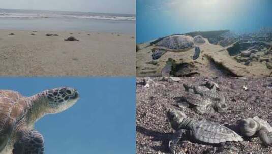 【合集】海龟 海洋生物 龟高清在线视频素材下载