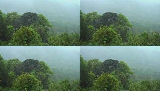 森林下雨雨景薄雾大山深山高清在线视频素材下载