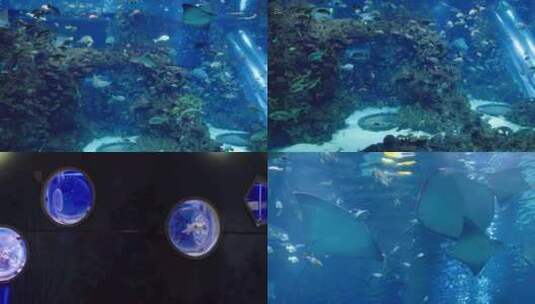 北京海洋馆海洋世界 鱼群 水生物高清在线视频素材下载