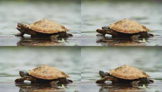 岸边的乌龟高清在线视频素材下载