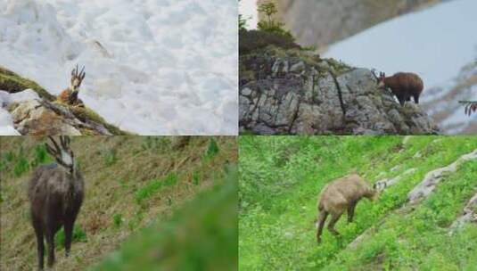【合集】草地岩石上的羚羊高清在线视频素材下载