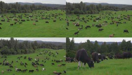 乌拉盖草原牧场牛群航拍高清在线视频素材下载