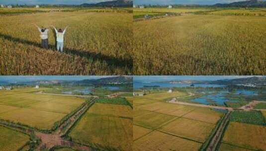 乡村振兴粮食安全丰收季节金色稻田高清在线视频素材下载