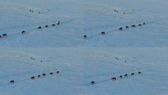 北方寒冬雪原牧场马群高清在线视频素材下载