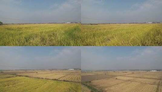 稻米水稻农田耕地除草播种机前方飞起高清在线视频素材下载