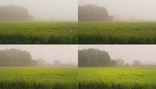 初秋天清晨薄雾笼罩的稻田高清在线视频素材下载